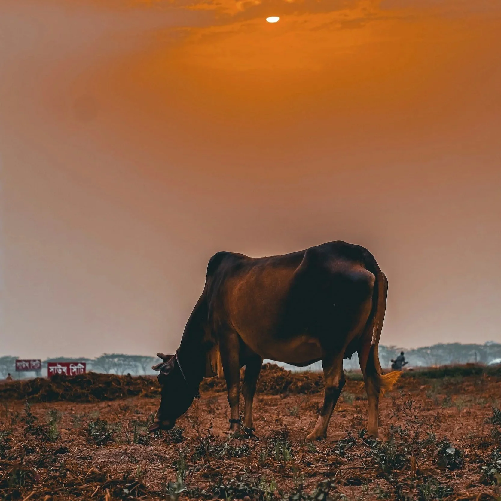 February 17, 2026: Lunar New Year of the Horse, New Moon &amp; Solar Eclipse in Aquarius