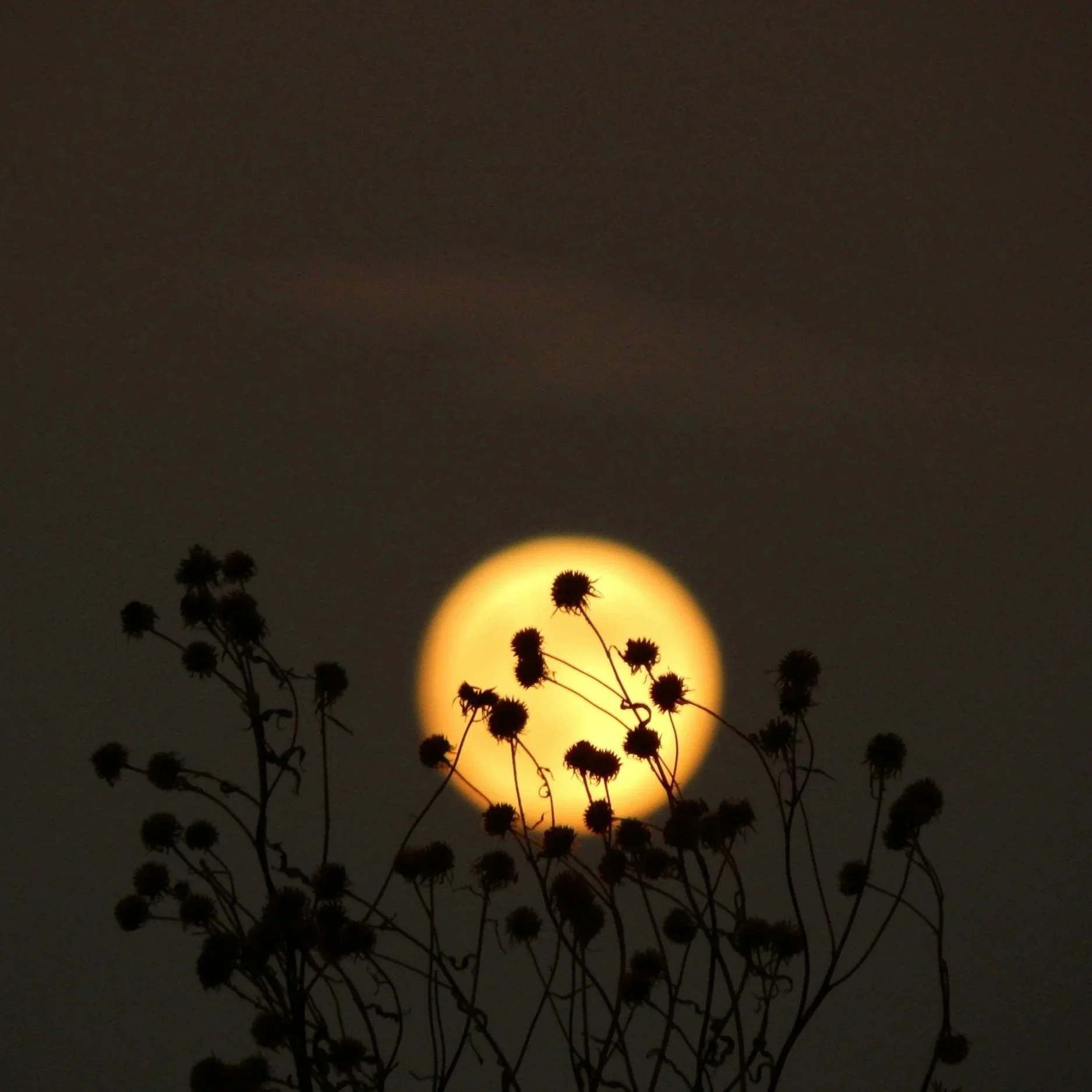 Full Moon Friday, May 1st, 2026: Winds of Destiny, Waters of Truth, Fire of Release