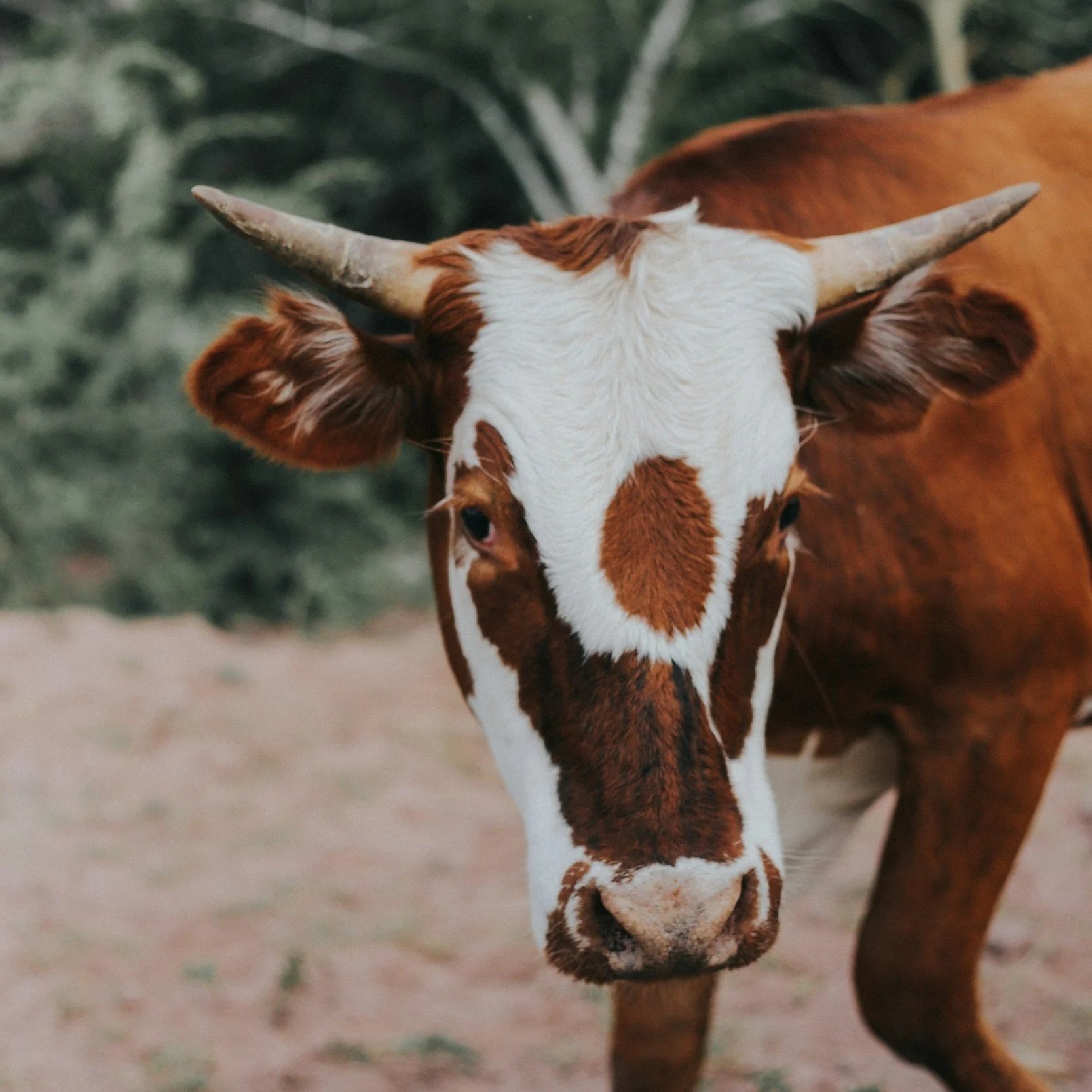 May 16th Taurus New Moon 2026: A Sacred Return to the Body, Beauty, and the Life You Actually Want