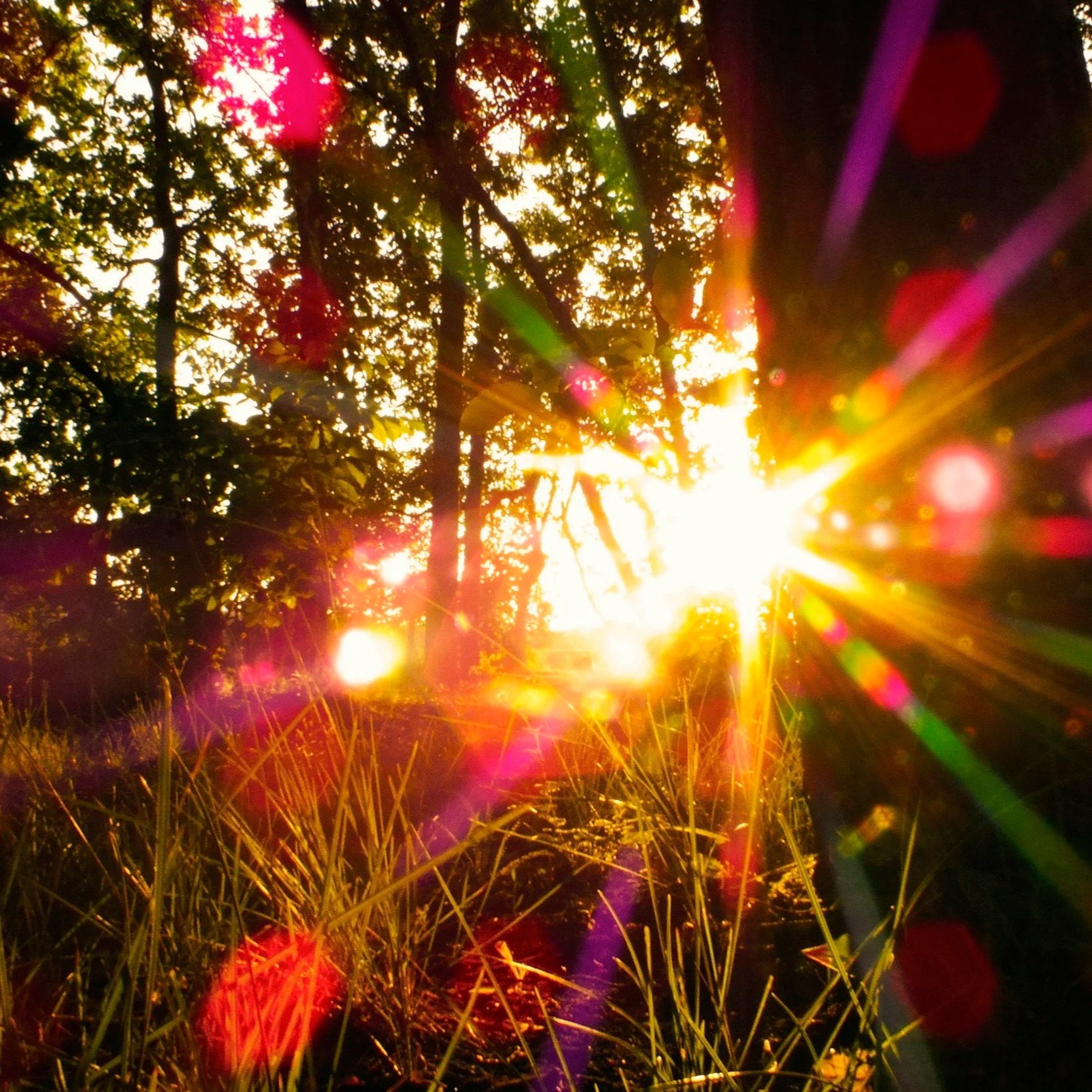 Summer Solstice: A Sacred Threshold of Light, Vitality, and Awakening