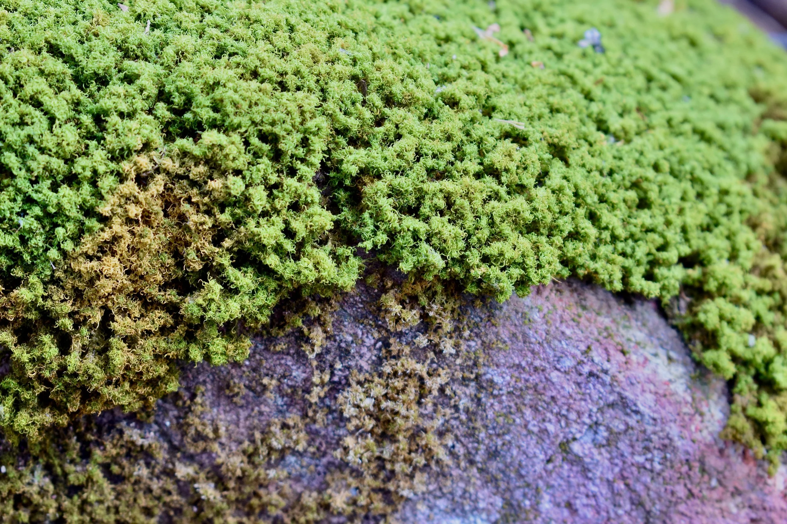 _DSC0861.jpeg