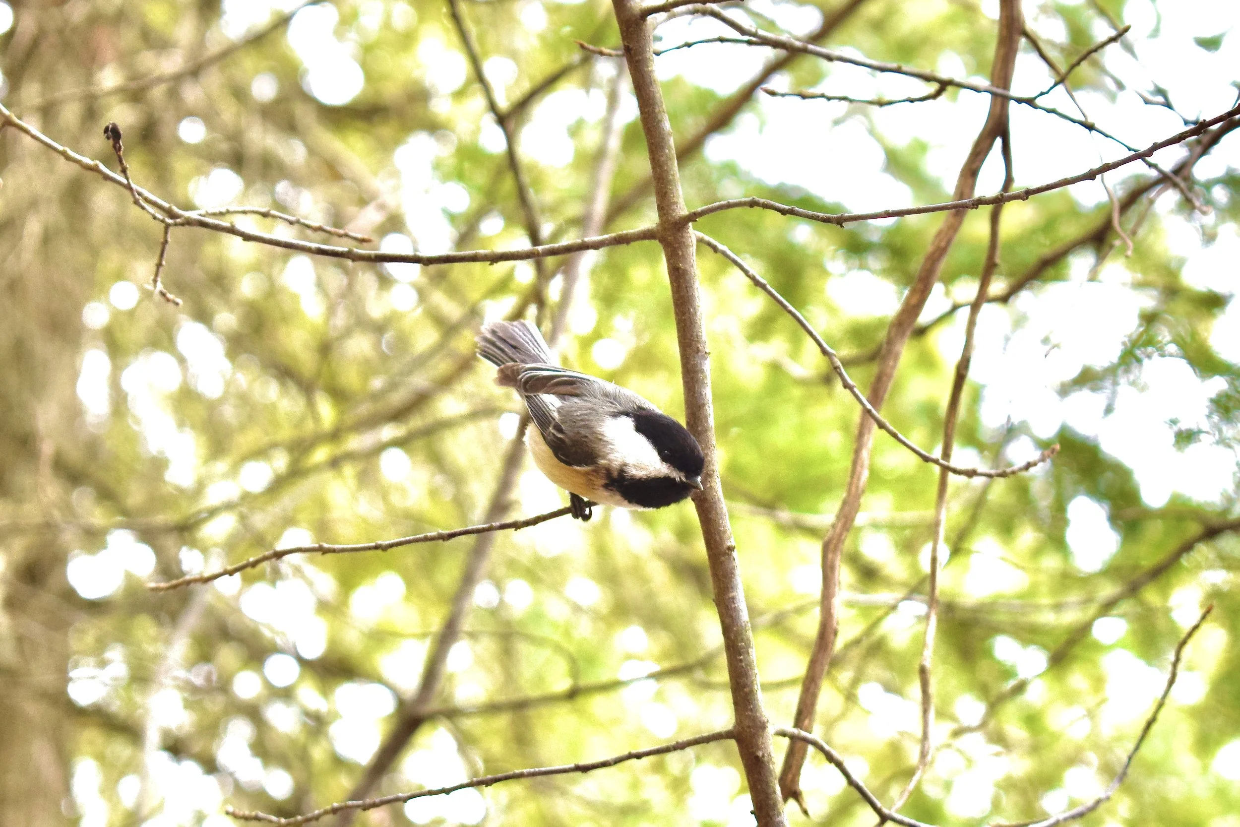 _DSC0859.jpeg