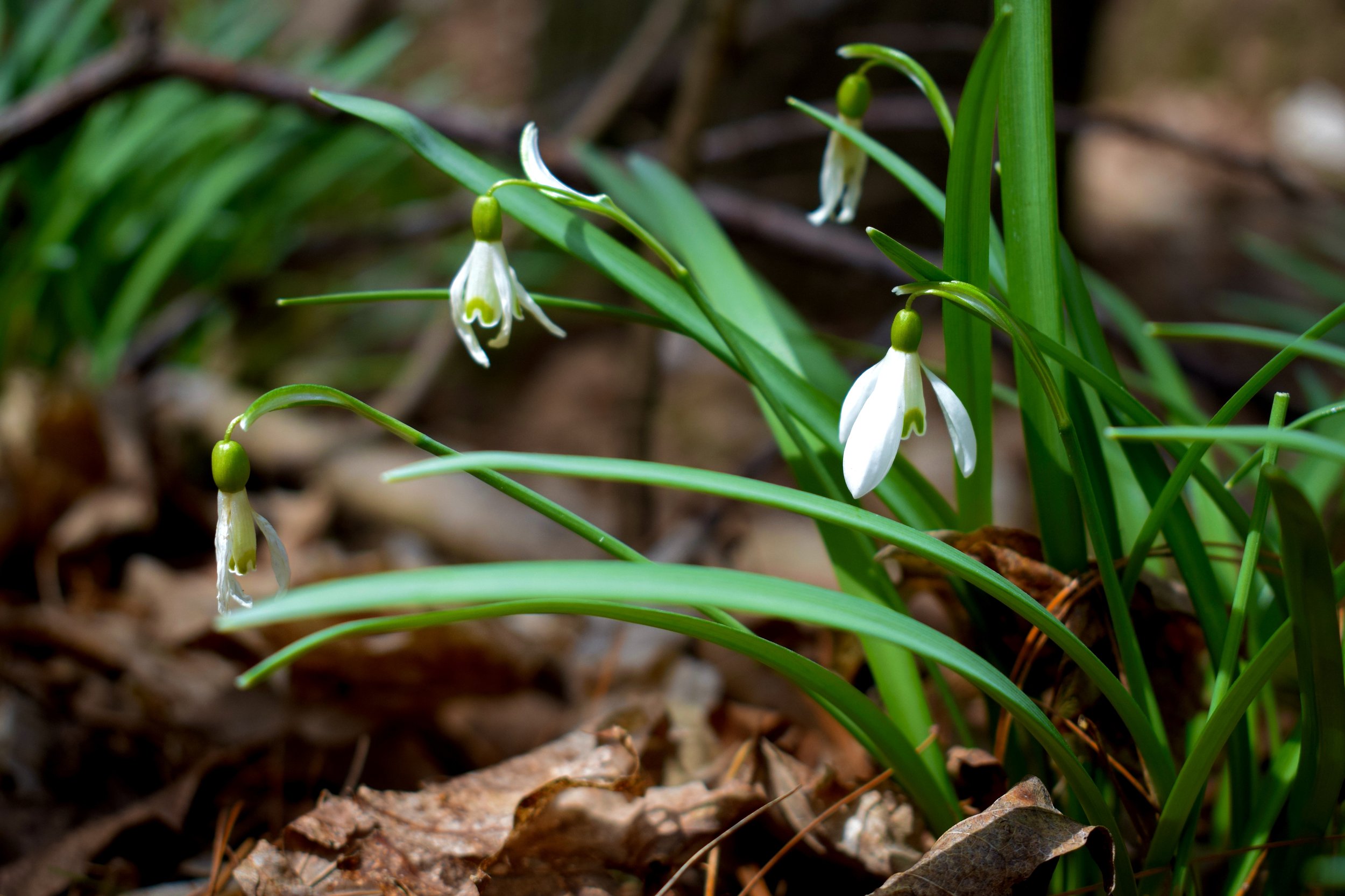 _DSC0807.jpeg
