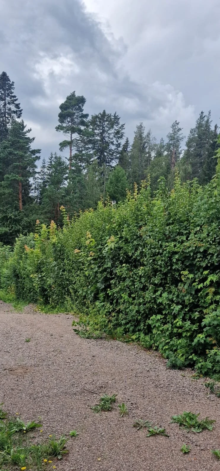 Kivety näköala metsän reunassa, taivas pilvinen ja kasvillisuus tiheää.