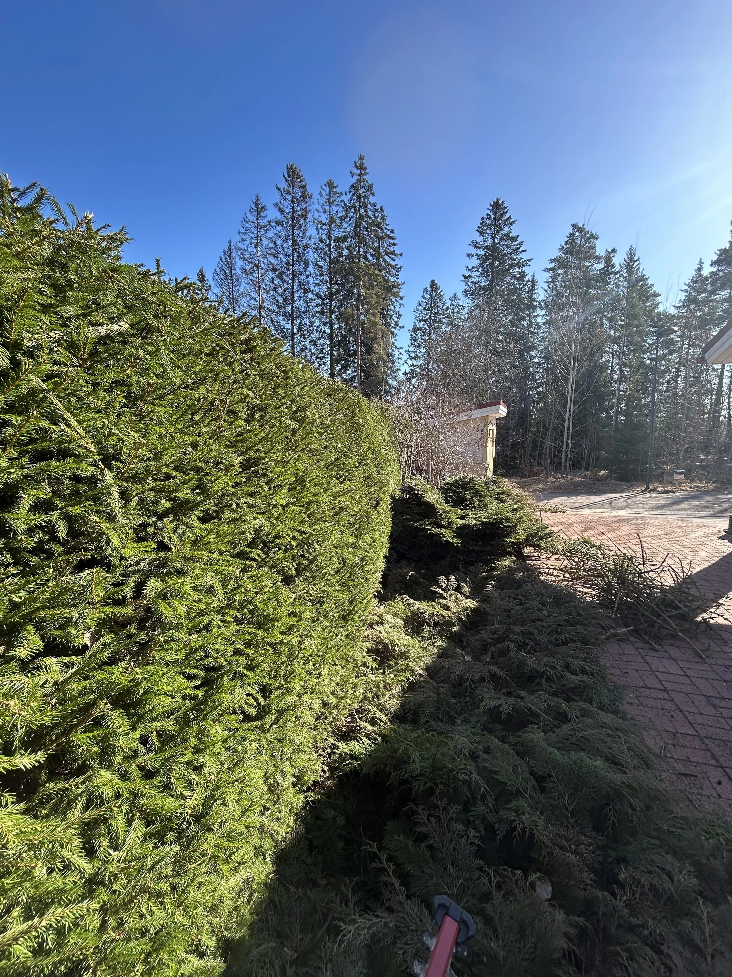Kattava kuva pihan puutarhasta, jossa on tiililatompi ja puita, sekä pieni rakennus taustalla. Tässä on selvästi kevään tai kesän tunnelma.