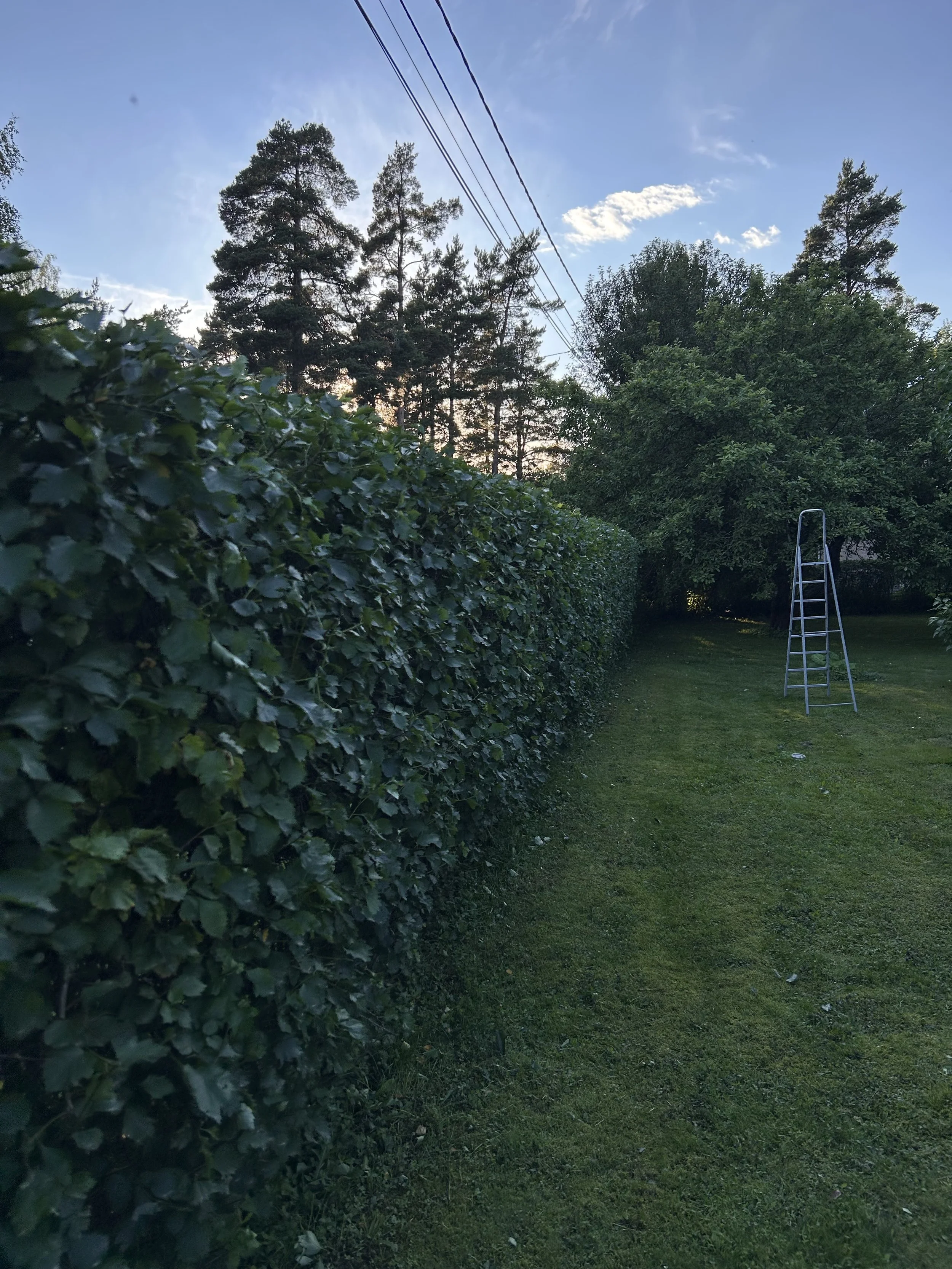 Näkymä pihanaidasta, puita, nurmikko ja puuteline iltahämärässä, taivas sininen ja pilvet näkyvissä.