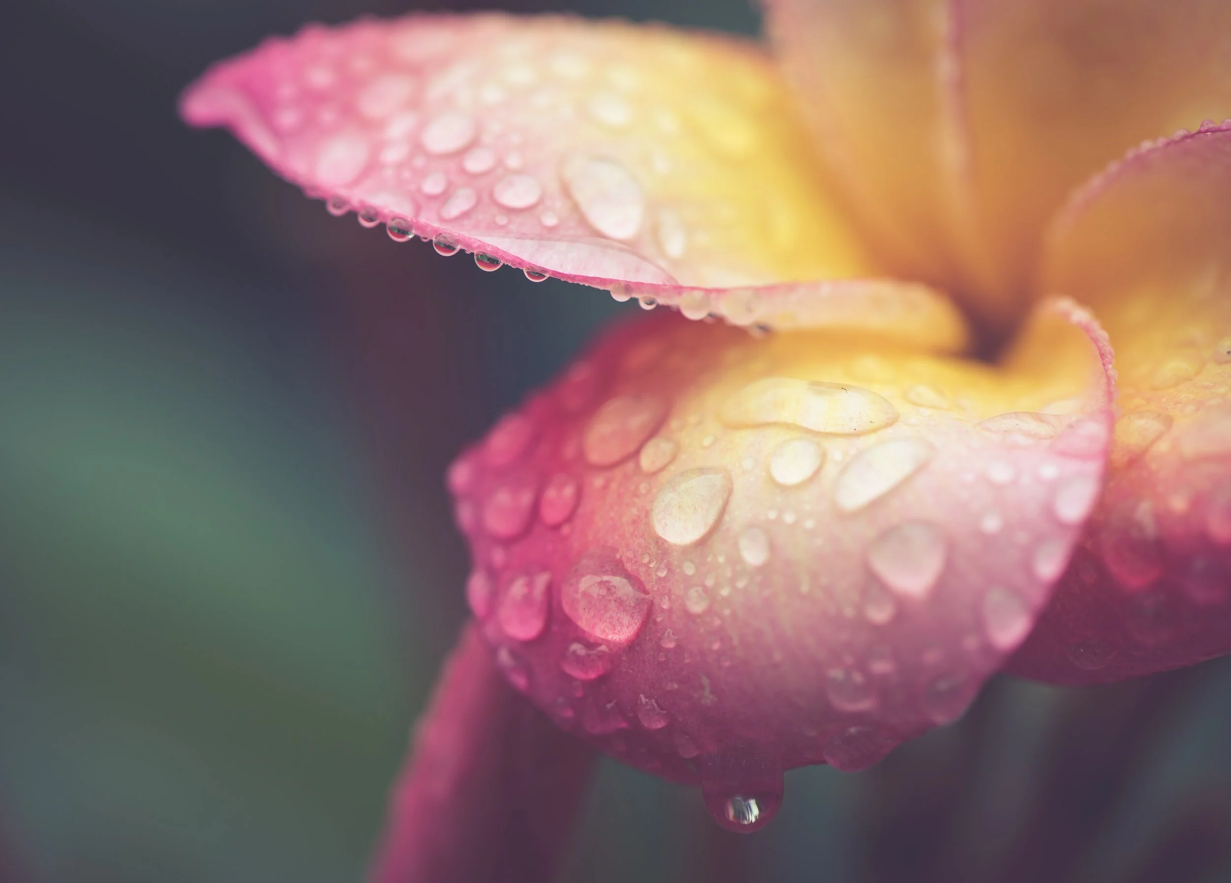 Close-up of a pink and yellow flower petal with water droplets on its surface.