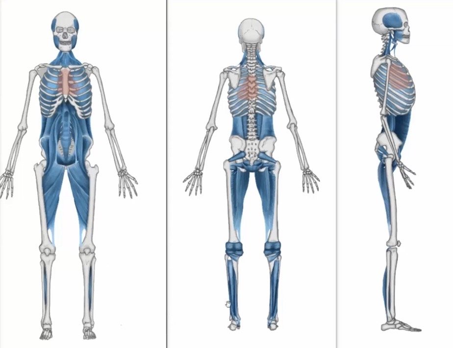 Diagram of human skeletal muscles in front, back, and side views showing muscle anatomy.