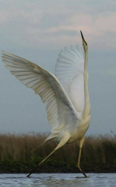 Image 3-2-26 at 9.51 AM (1).png