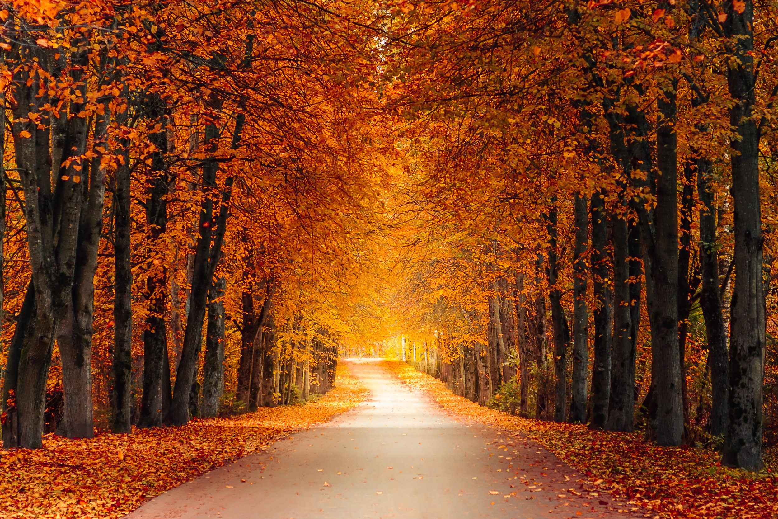 A long dirt road lined with tall trees on both sides, with orange and yellow autumn leaves creating a tunnel-like canopy overhead, and fallen leaves covering the ground.