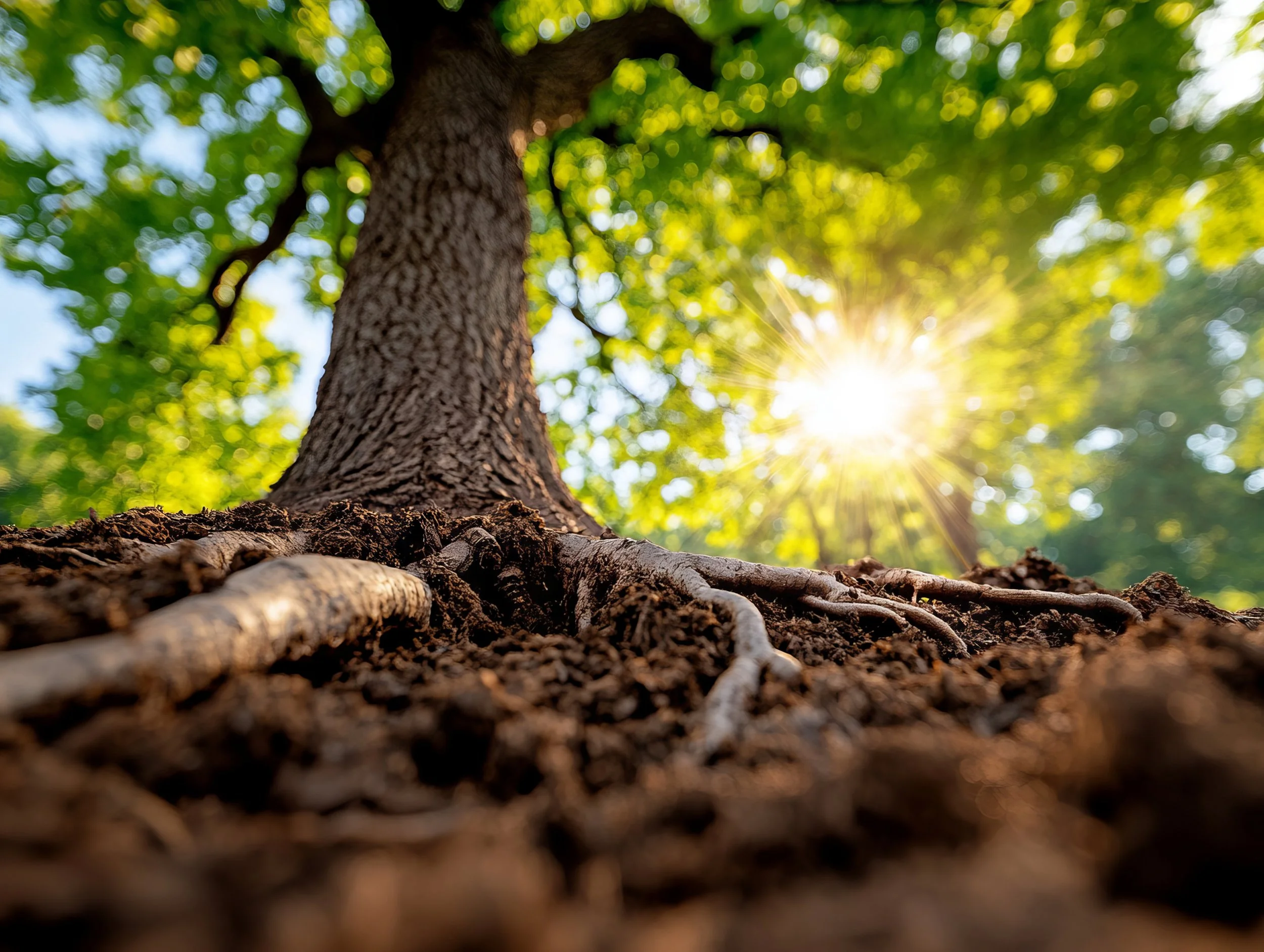 Close-up of the base of a tree trunk with roots and soil, sunlight shining through green leaves in the background.
