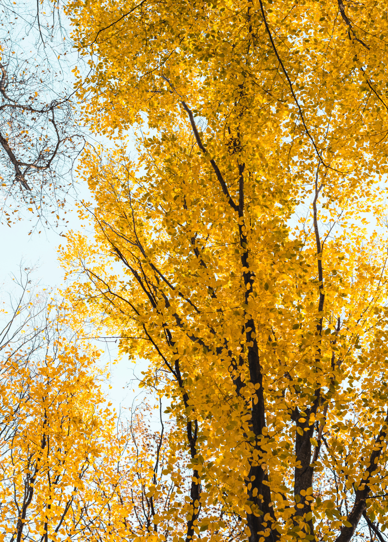 Tree with bright yellow autumn leaves against a light blue sky.