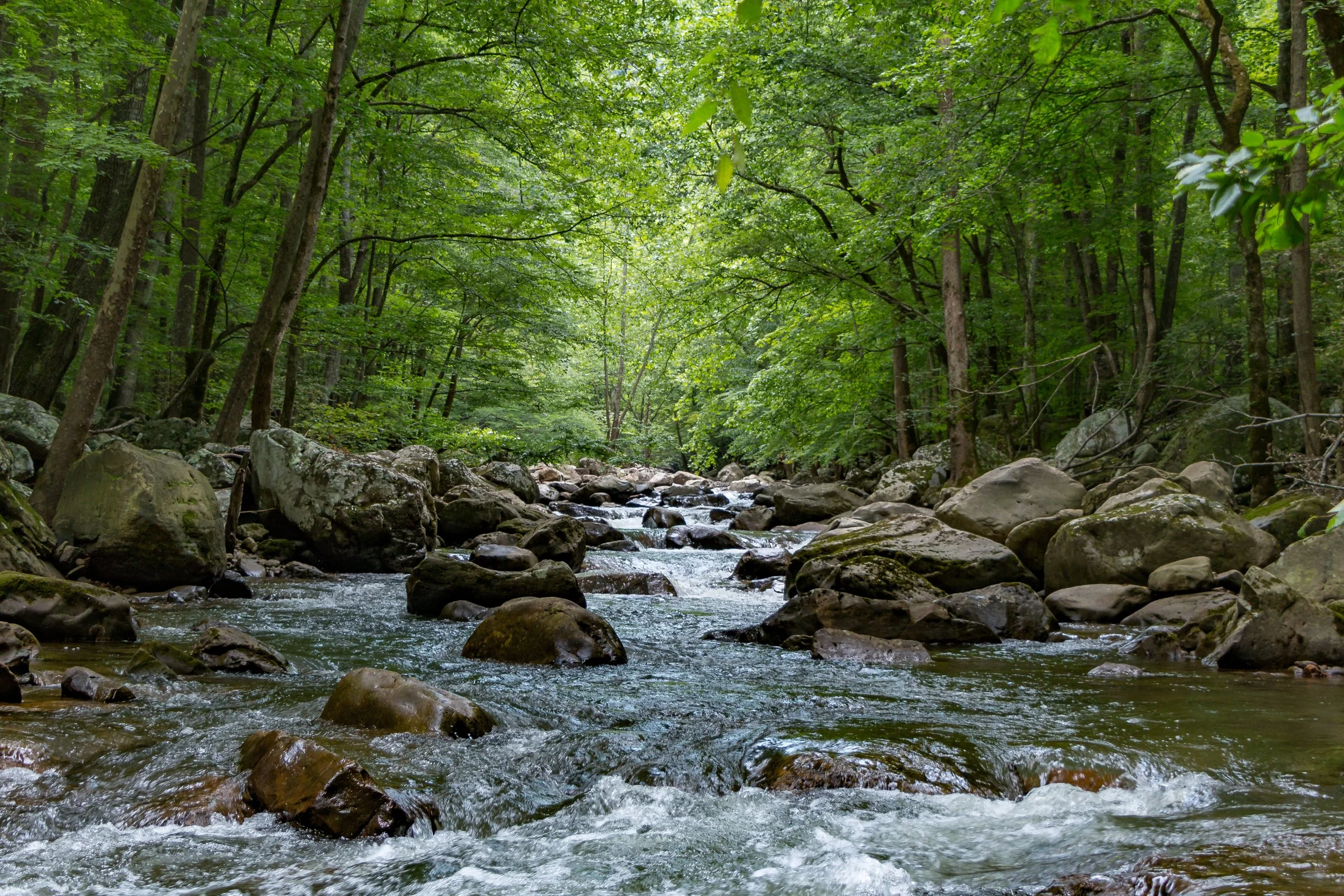A peaceful forest stream flowing over rocks amid lush green trees.