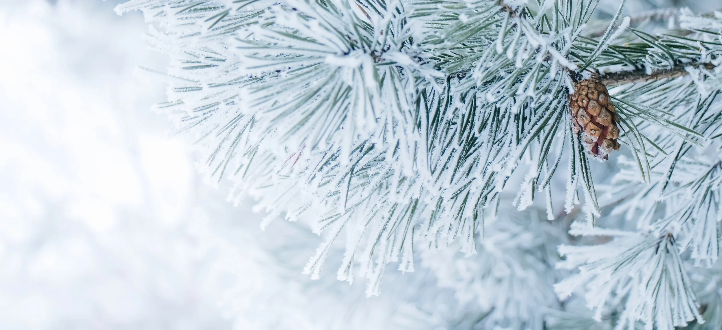Close-up of snow-covered pine tree branches with a pine cone in winter.