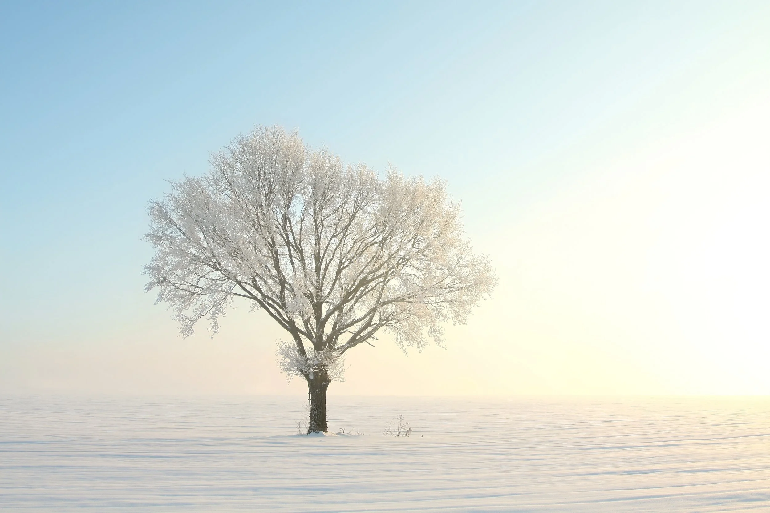A solitary tree covered in snow standing in a vast, snow-covered landscape under a bright sky.