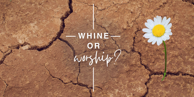 Cultivating a Heart of Worship