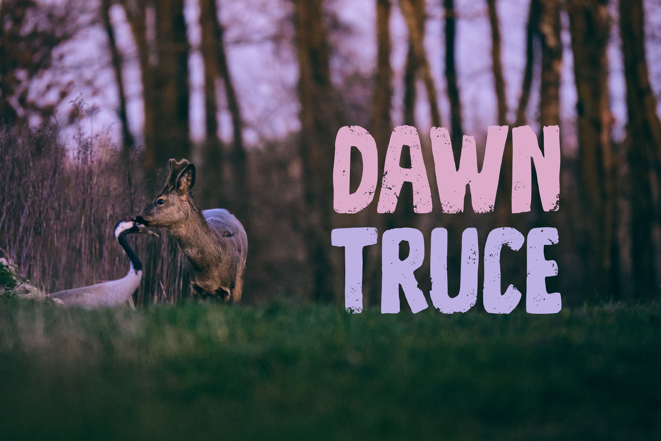 Dawn Truce