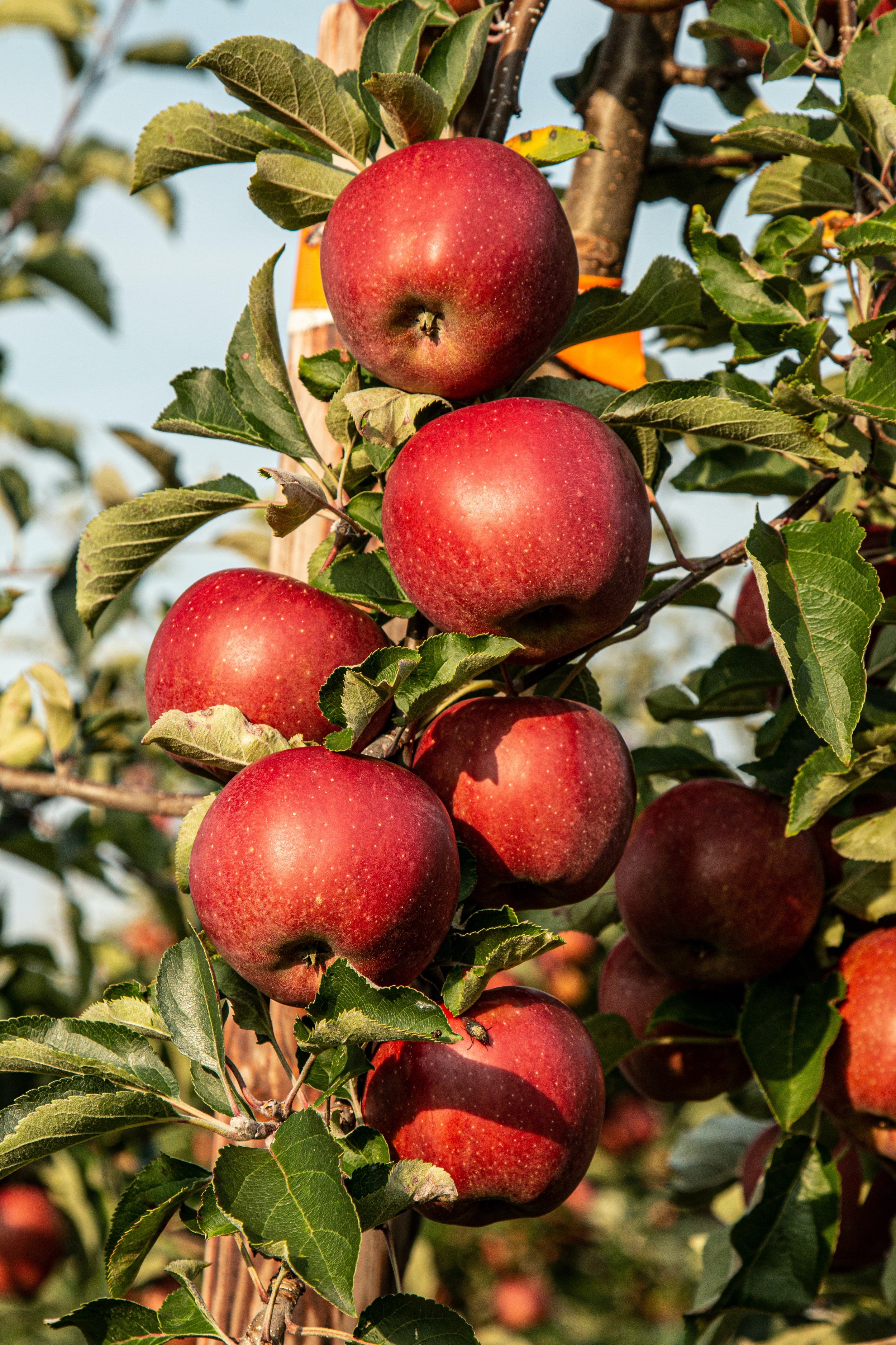 Apple Trees - Red Delicious