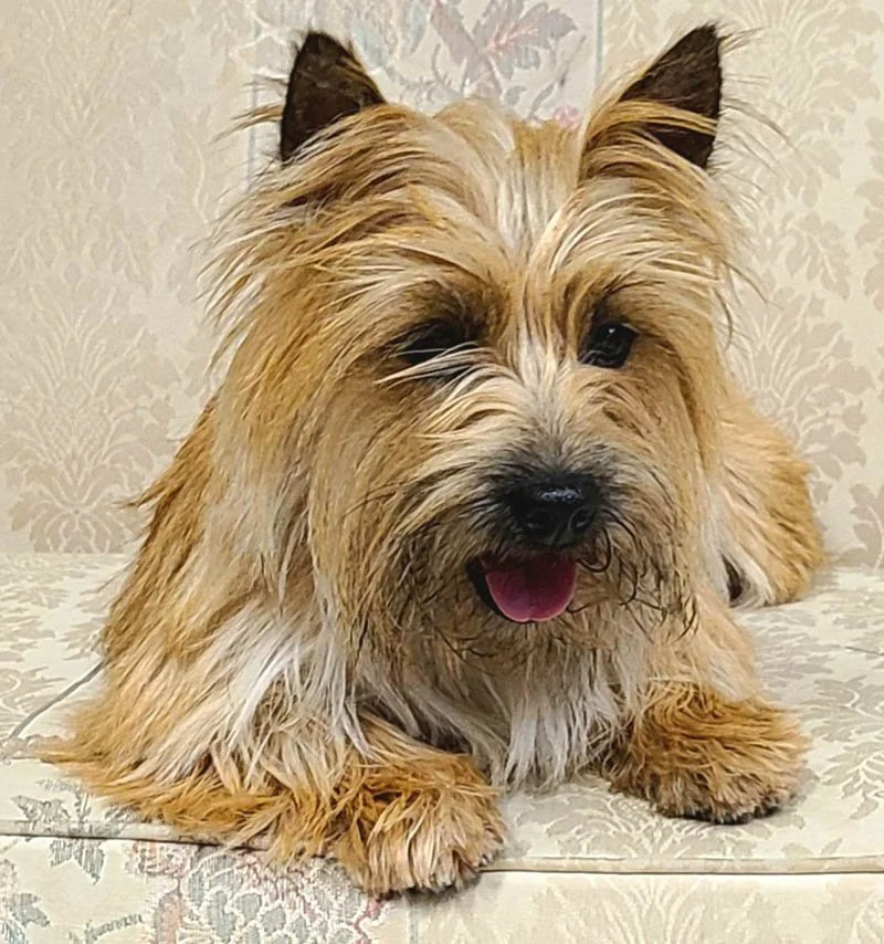 Cairn Terrier