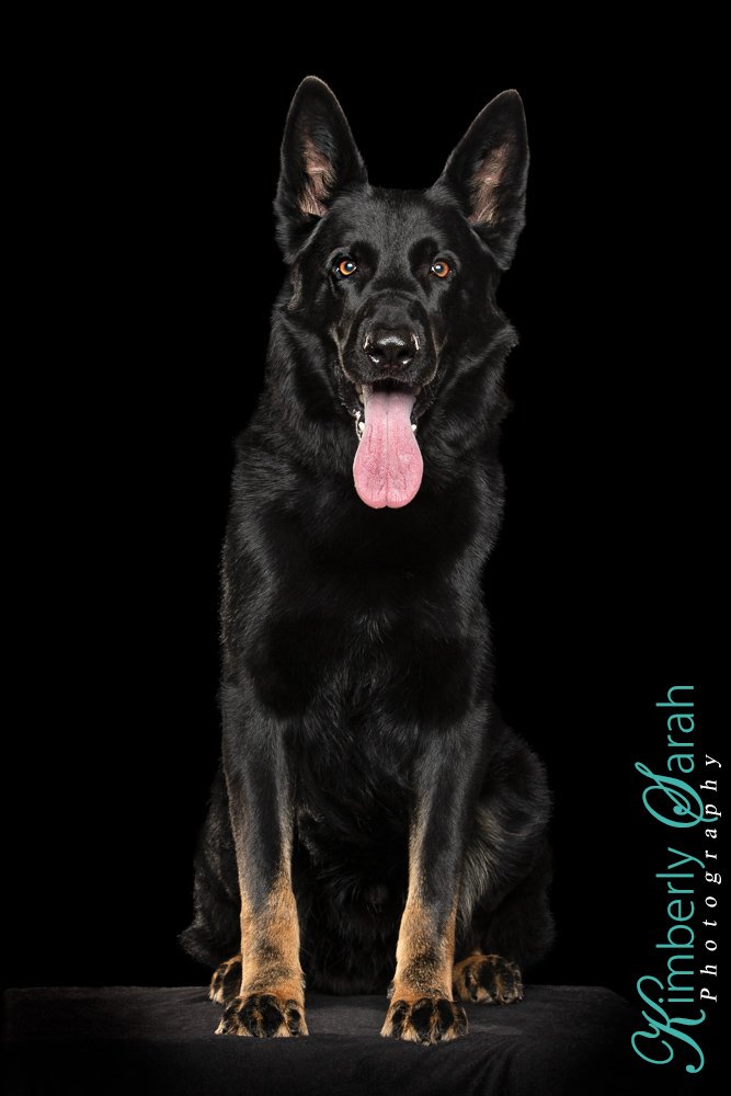 Brewer von Nordosten Hena C Kennel