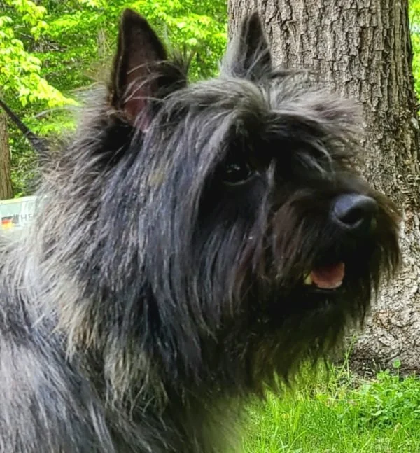 Cairn Terrier