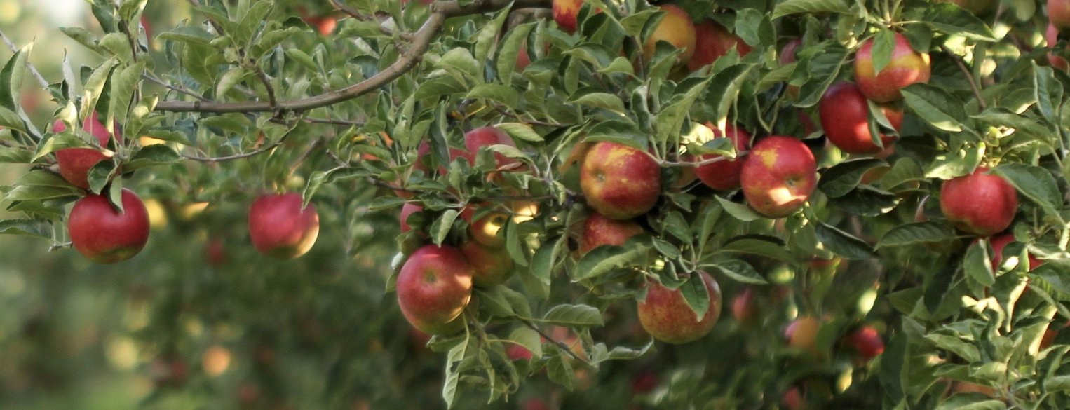 Apple Hill - November 11th