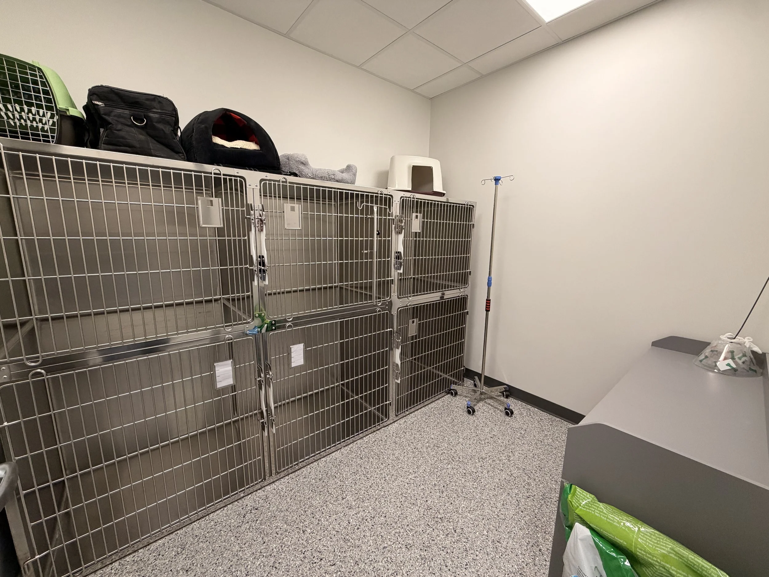 Cat Ward