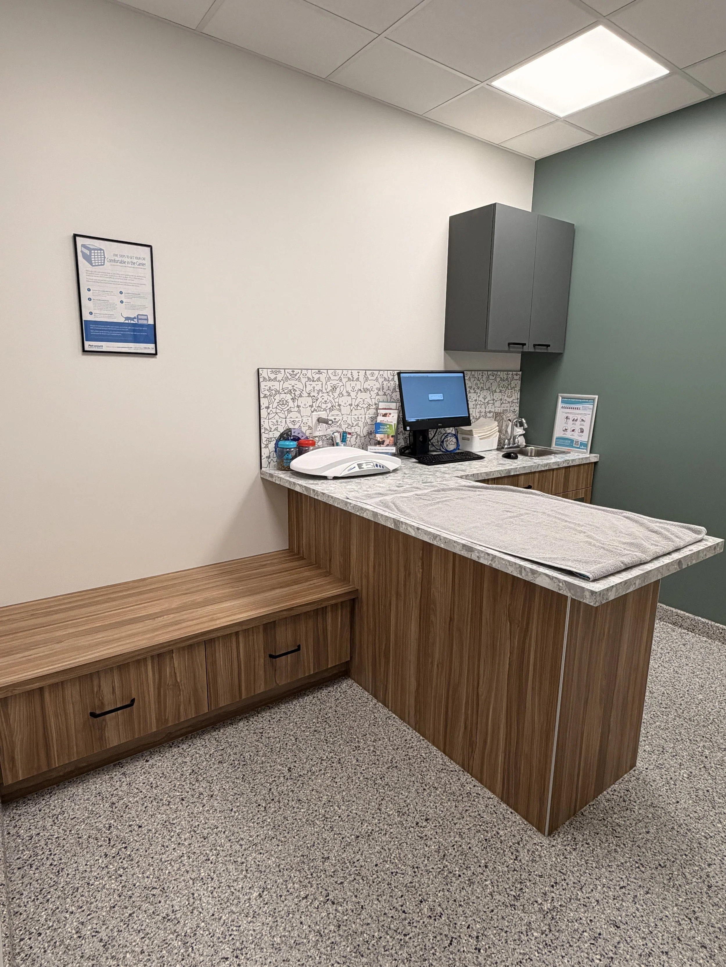 Cat Exam Room 1