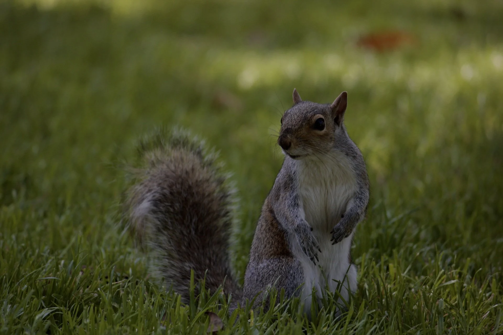 A squirrel standing on its hind legs in a grassy area, with a bushy tail to the left and a blurred green background.
