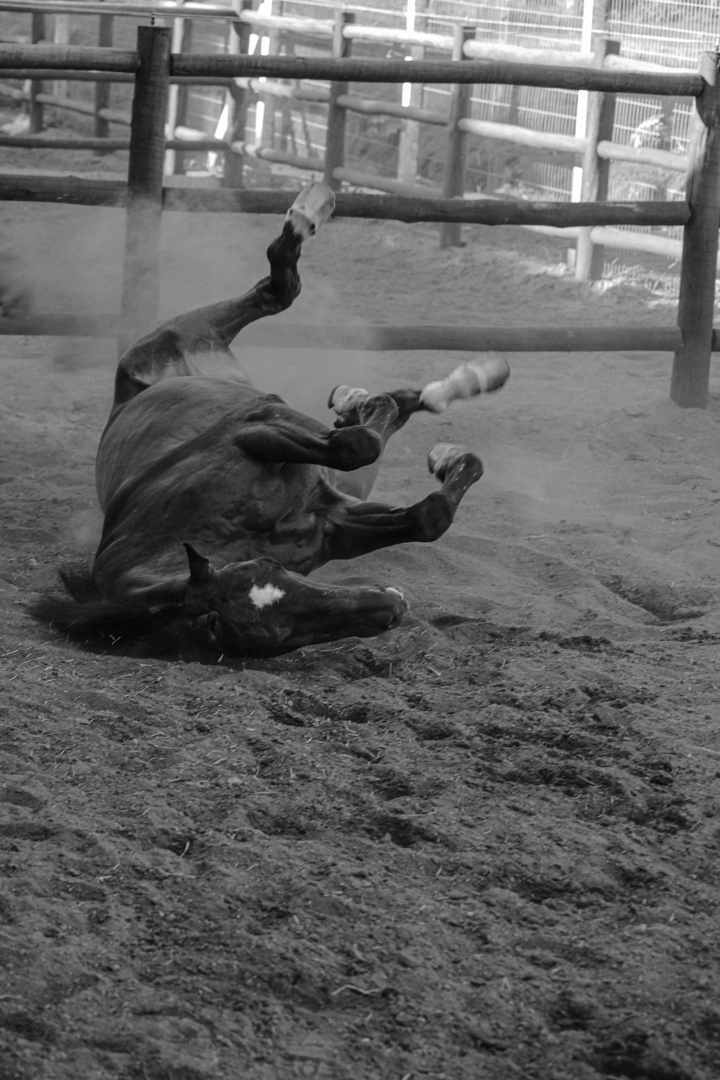 A horse lying on its side in an enclosed dirt arena, appearing to have fallen or rolled over, with a wooden fence in the background.
