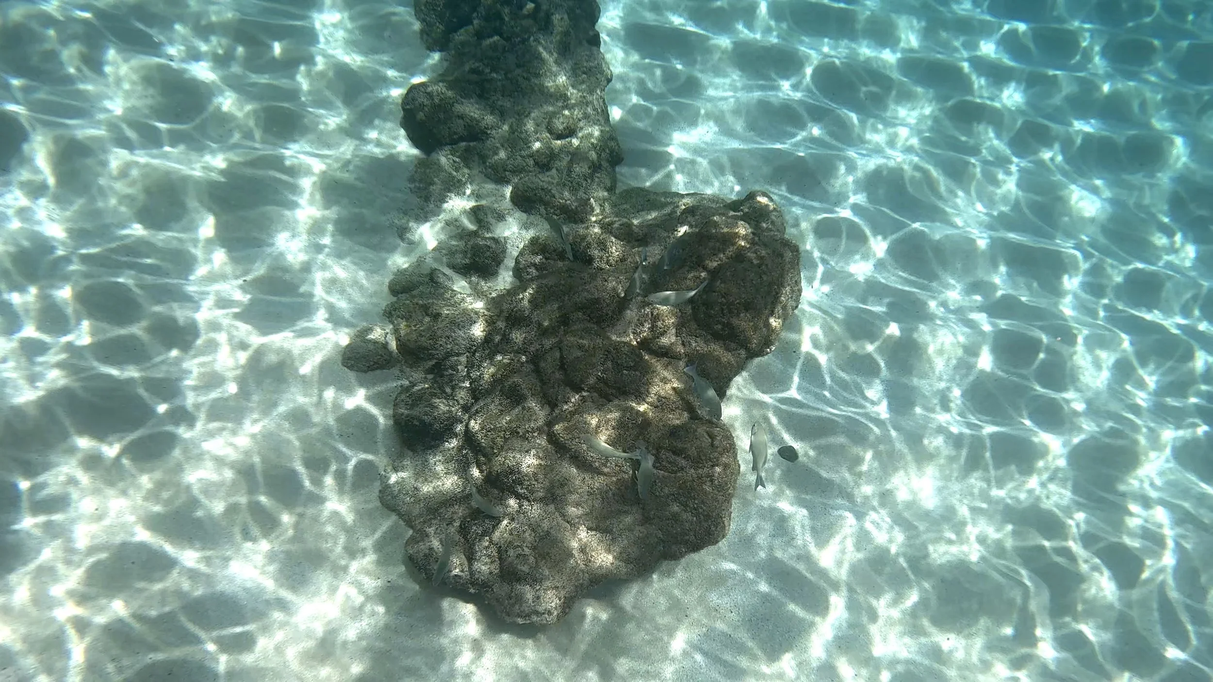 GPTempDownload 2.jpg