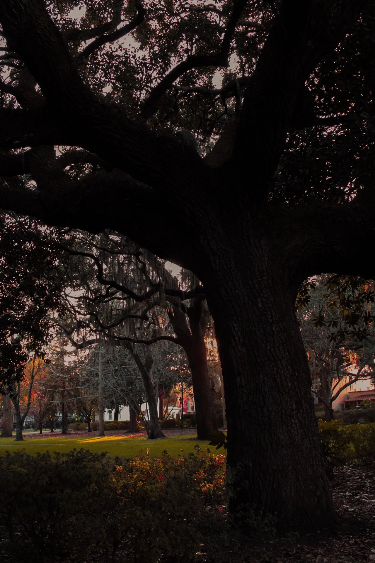 A large tree with sprawling branches and textured bark in a park at sunset, with other trees and shrubbery, and a few buildings in the background.
