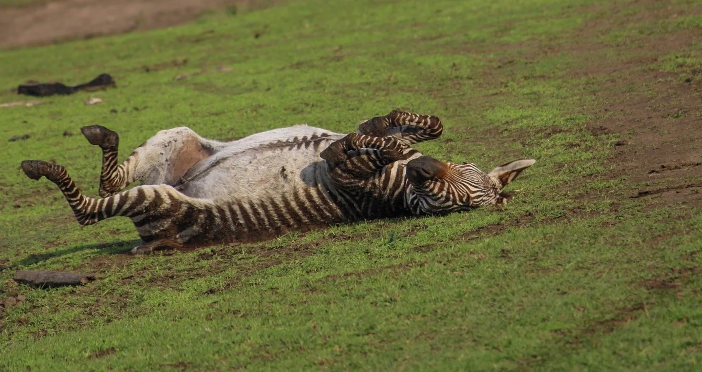 A zebra lying on its back on green grass, with its legs raised and relaxed.