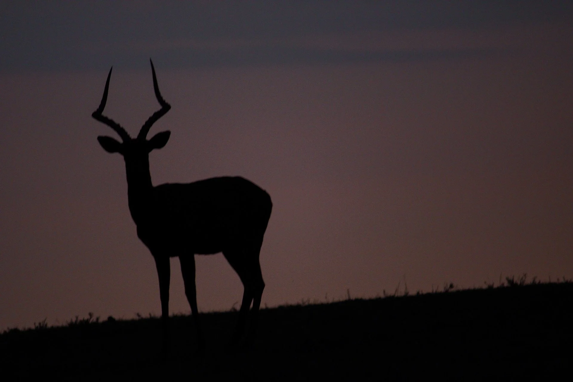 Silhouette of a deer with antlers standing on a hill against a dusky sky.