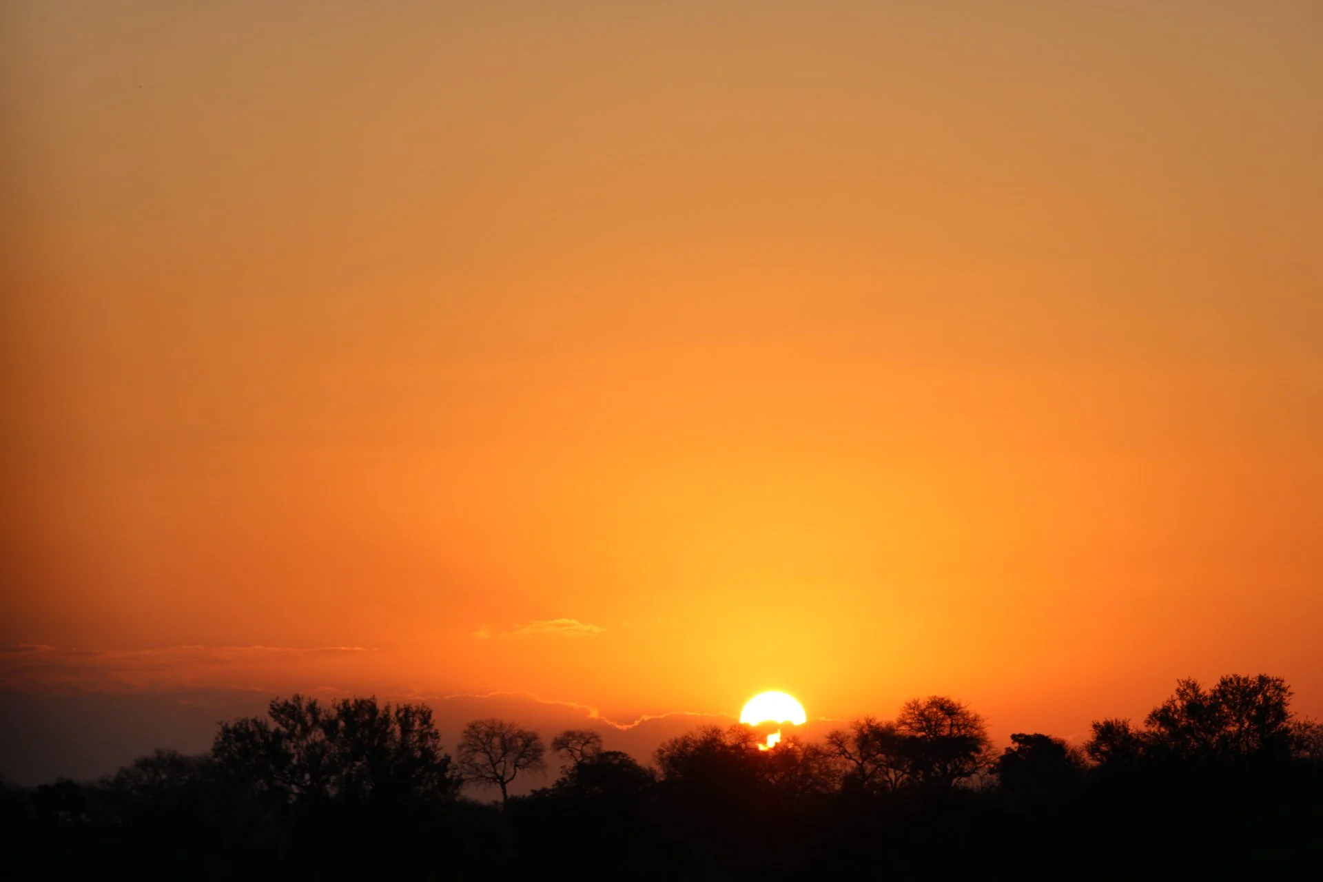 Sunset over a silhouette of trees with a golden-orange sky.