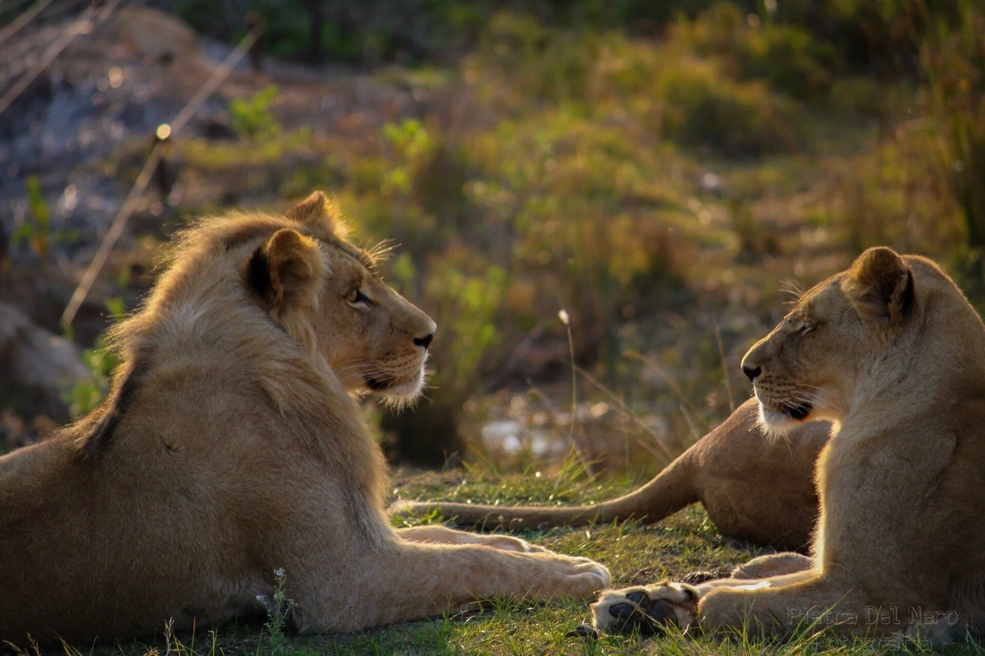 Two lions, one male and one female, laying on grass facing each other in a natural setting.