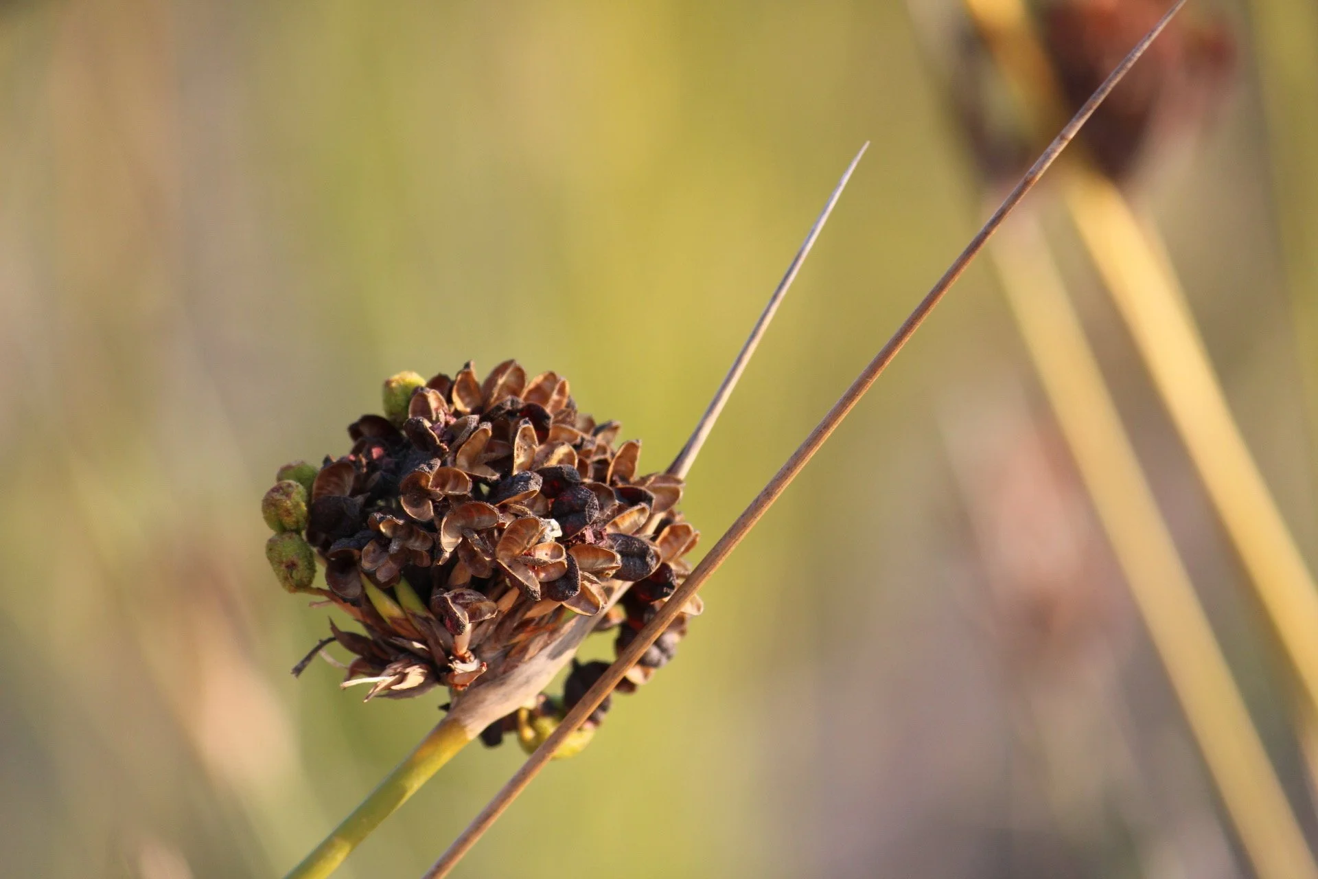 Close-up of a plant seed pod with small brown seeds and a few green buds, with blurred background.