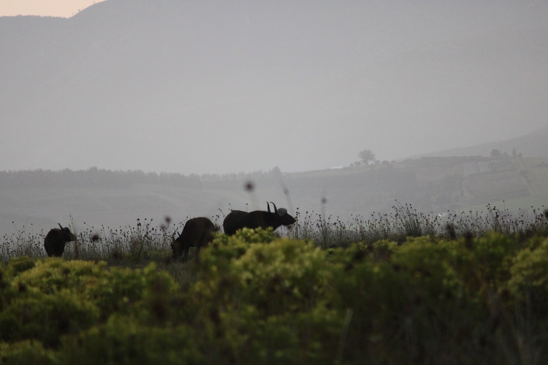 Silhouettes of two dark-colored goats grazing among tall wildflowers in a foggy landscape with rolling hills and distant trees.