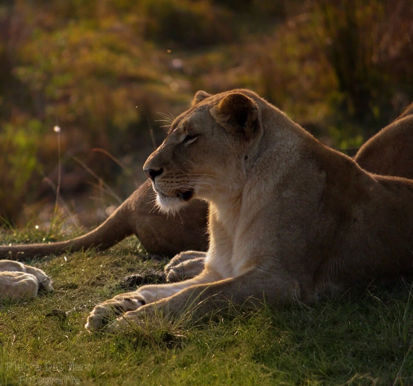 A lioness resting on the grass with her eyes closed in a natural setting during sunset.