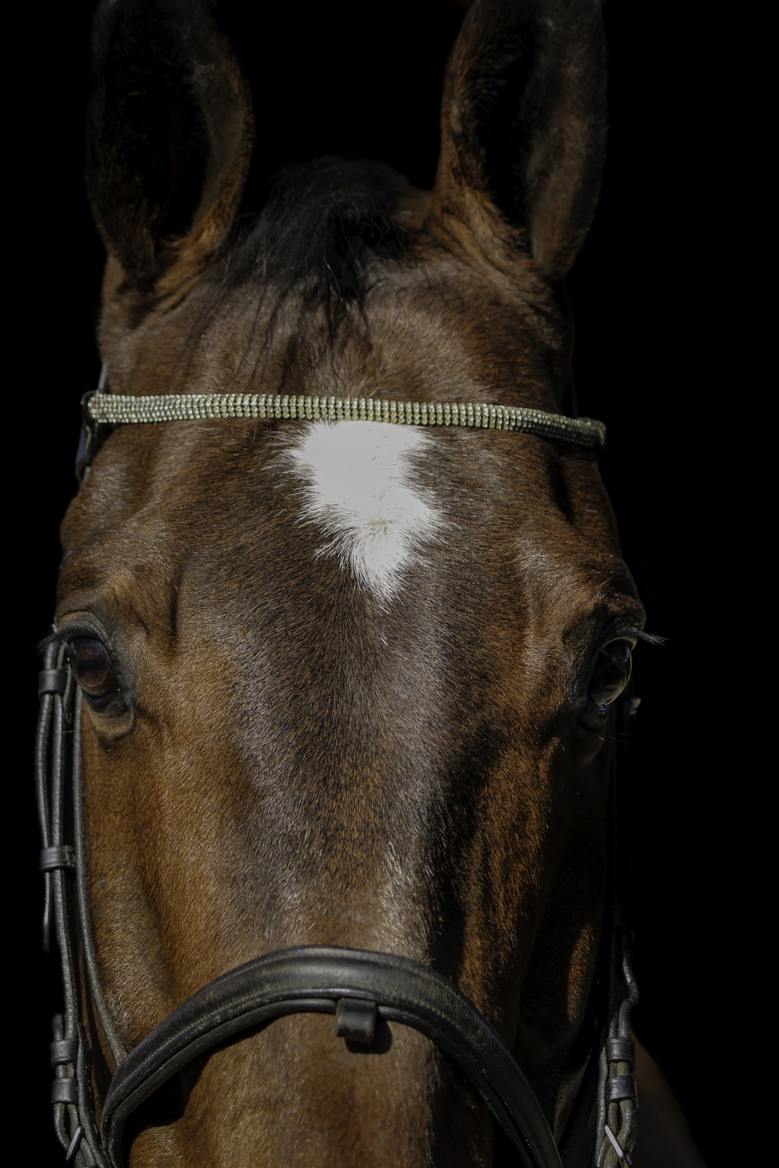 Close-up of a brown horse's face with a white star-shaped marking on its forehead, wearing a bridle and a sparkly browband, against a black background.