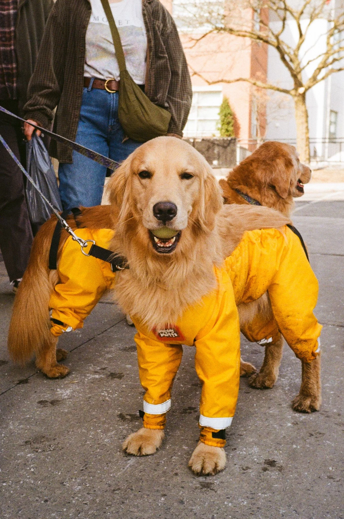 yellowdog.jpg