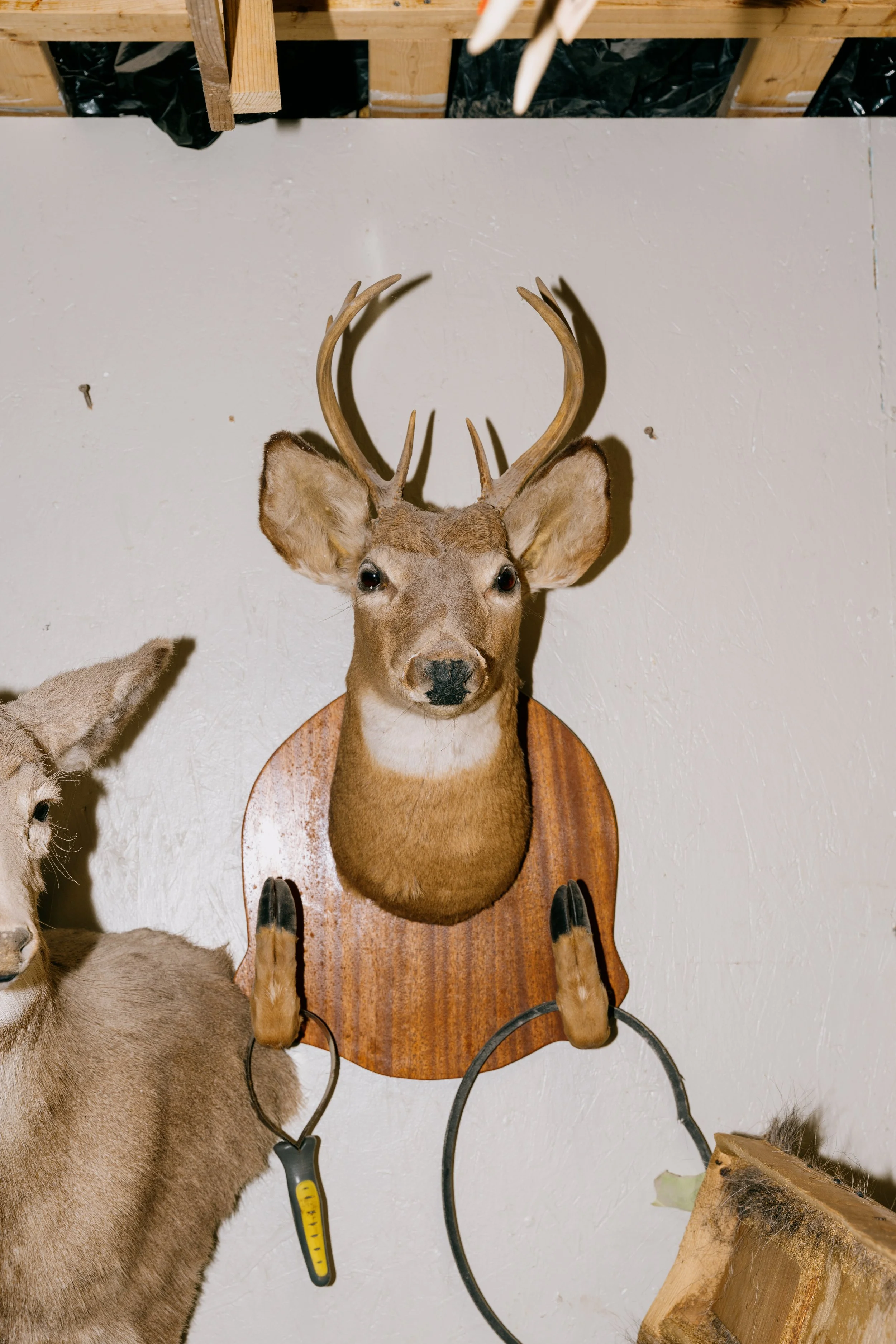Brain's Taxidermy
