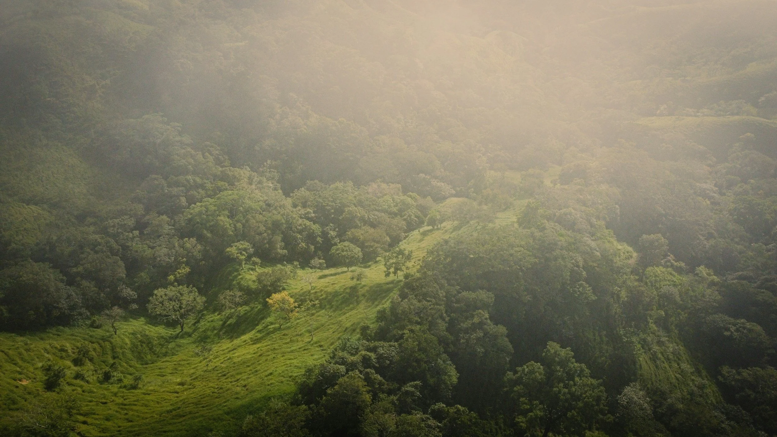 Misty green cloud forest valley in Costa Rica's Chirripó mountains, setting of the Spring career reinvention retreat