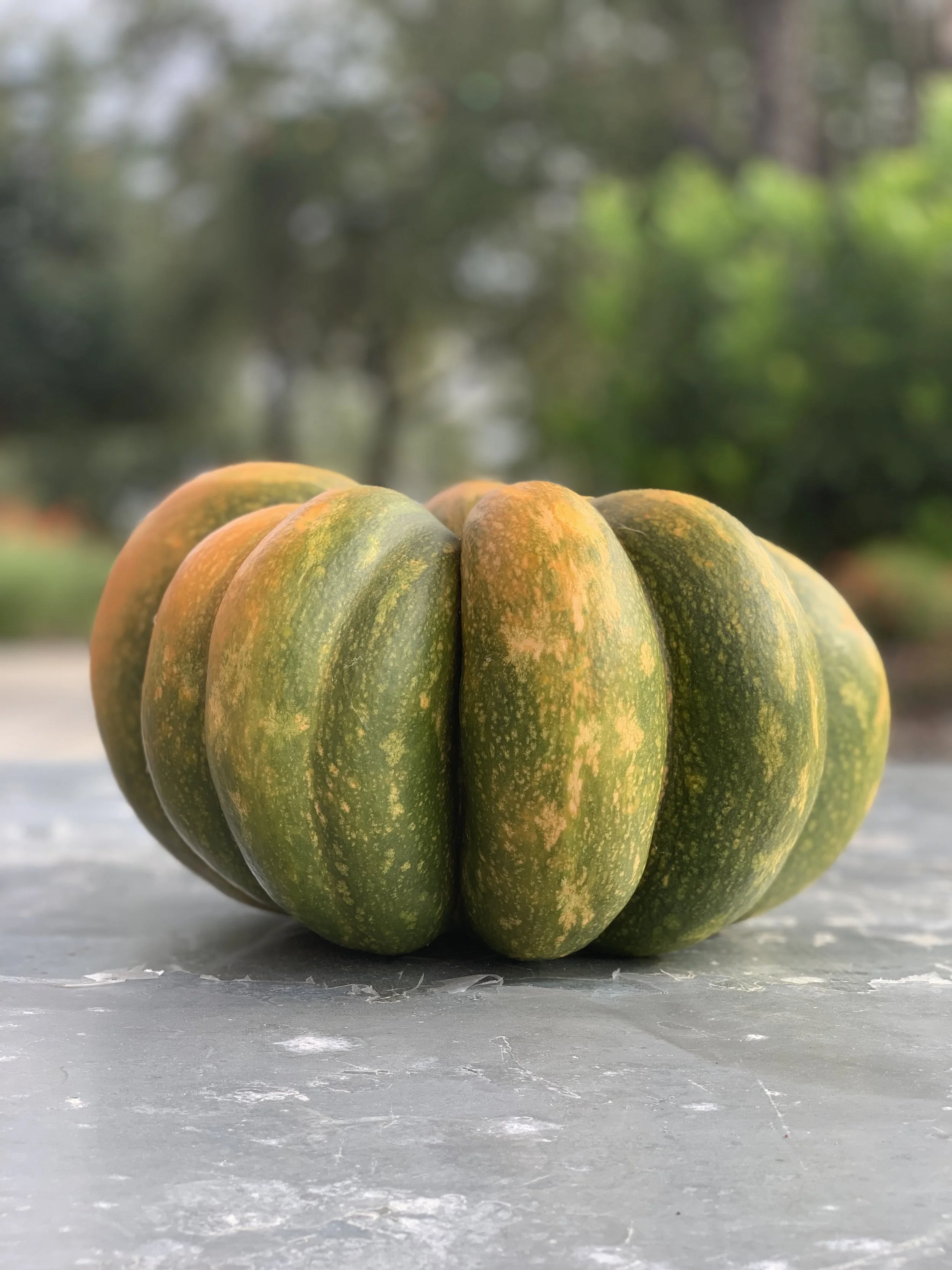 Delta Gamma | Texas State University Chapter Retreat at Southern Star 🎃