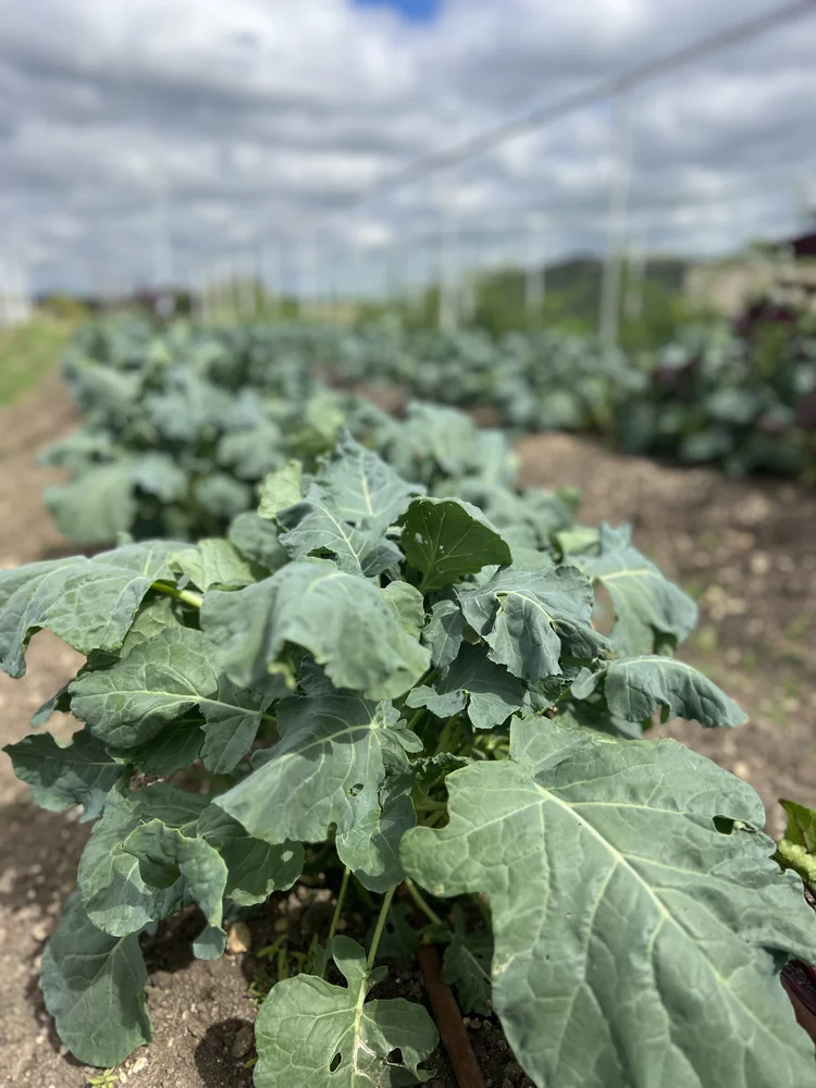 Vegetables growing at Southern Star Farms