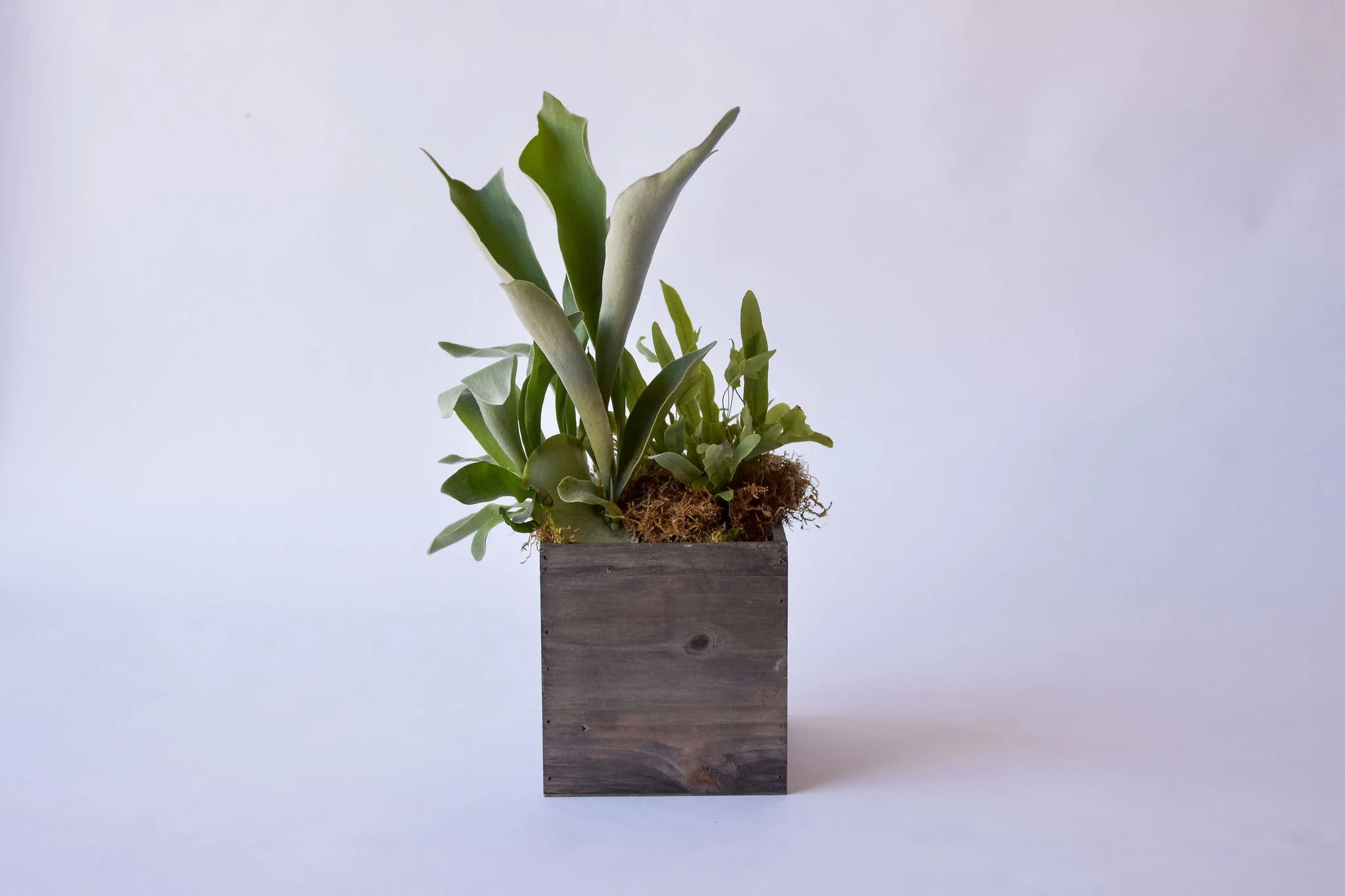 ..Square Plant Arrangement