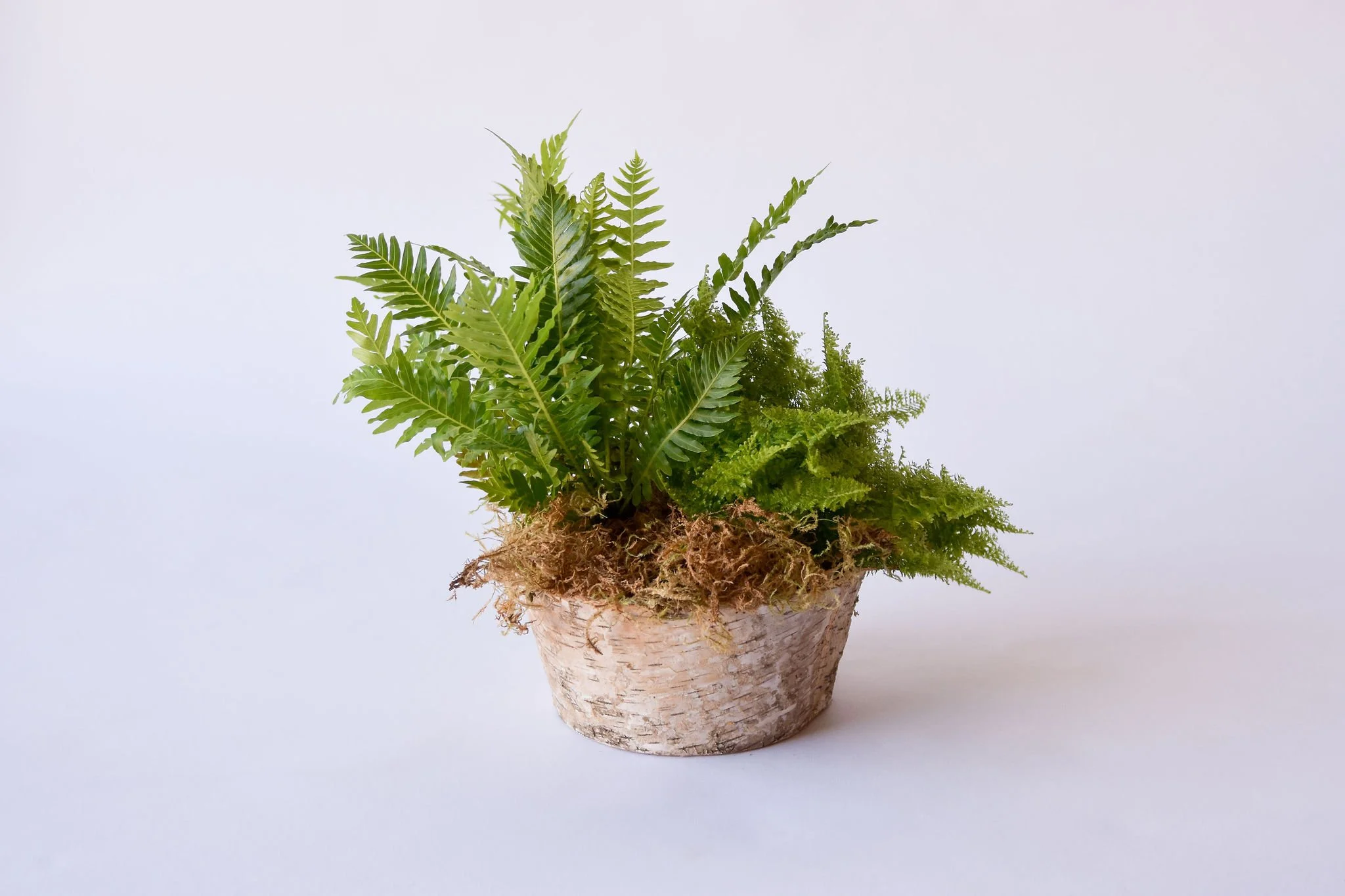 .. Round Plant Arrangement