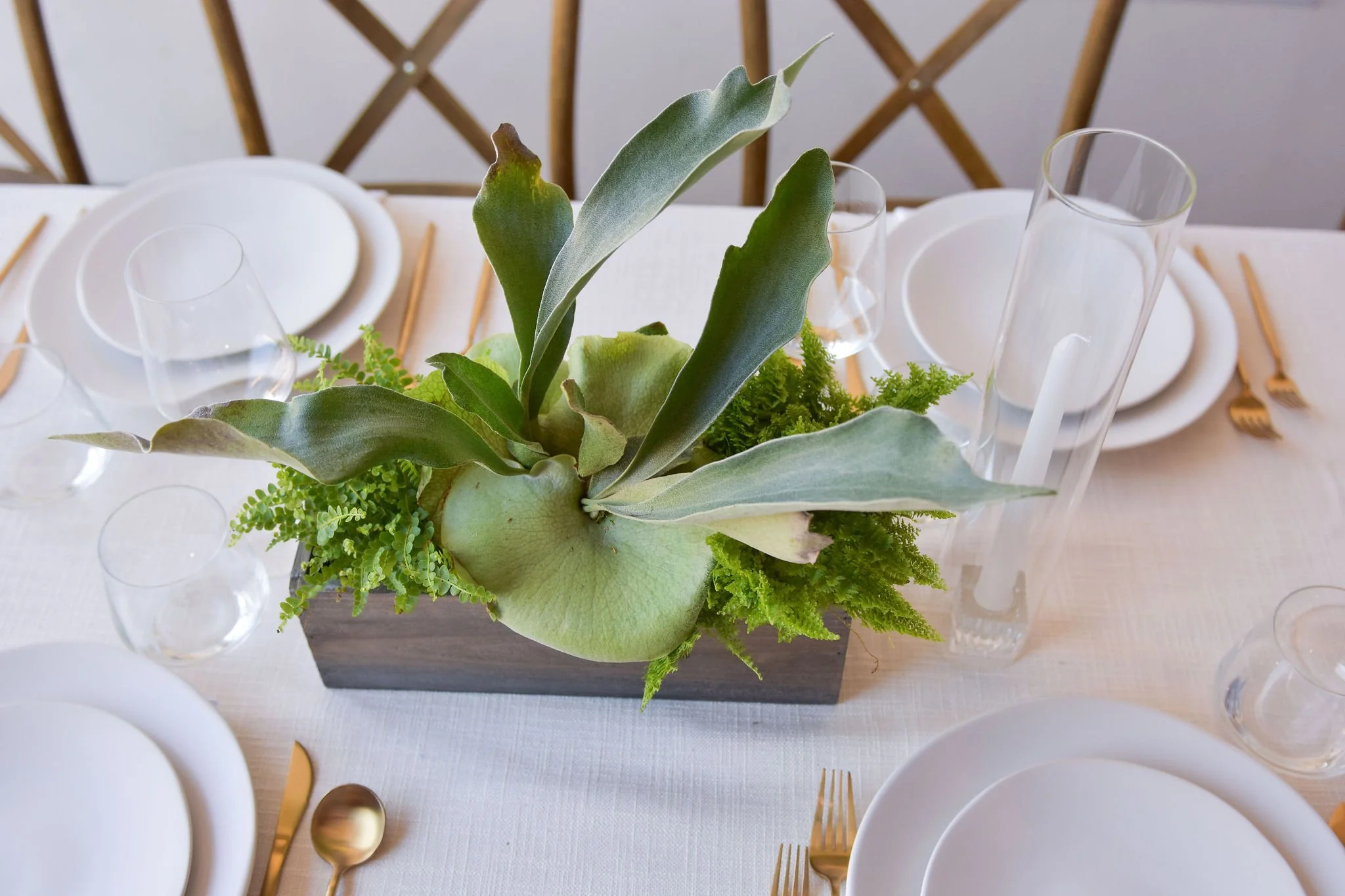 .. Long Low Plant Arrangement