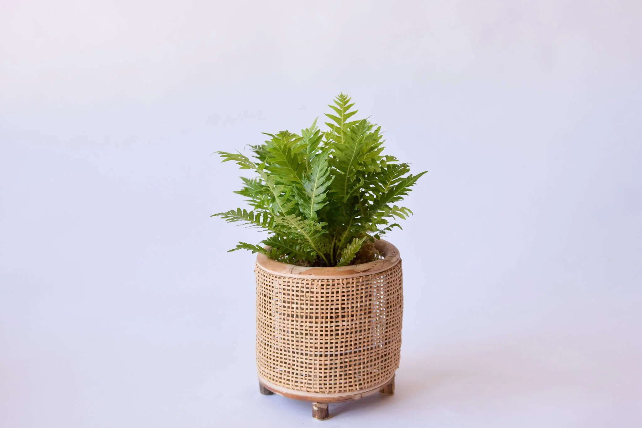.. Wicker Plant