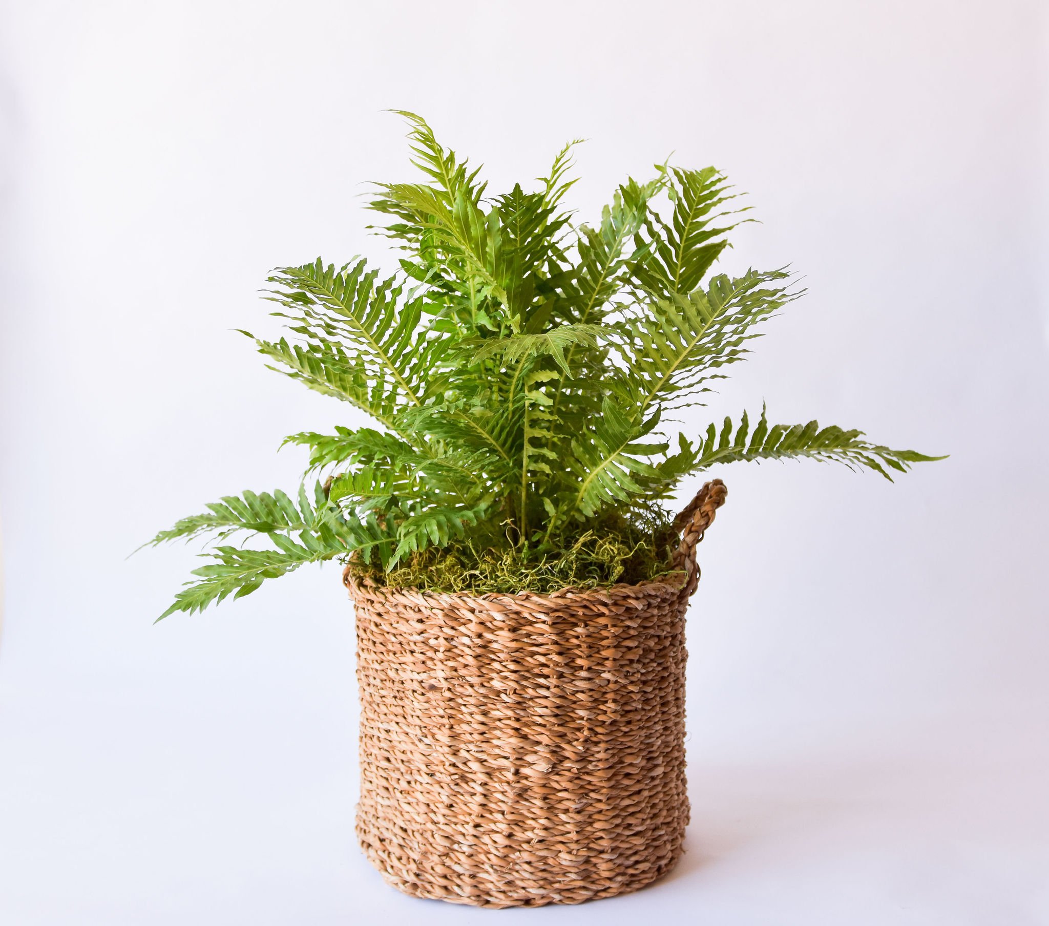 plant round whicker basket - extra large 1.jpg